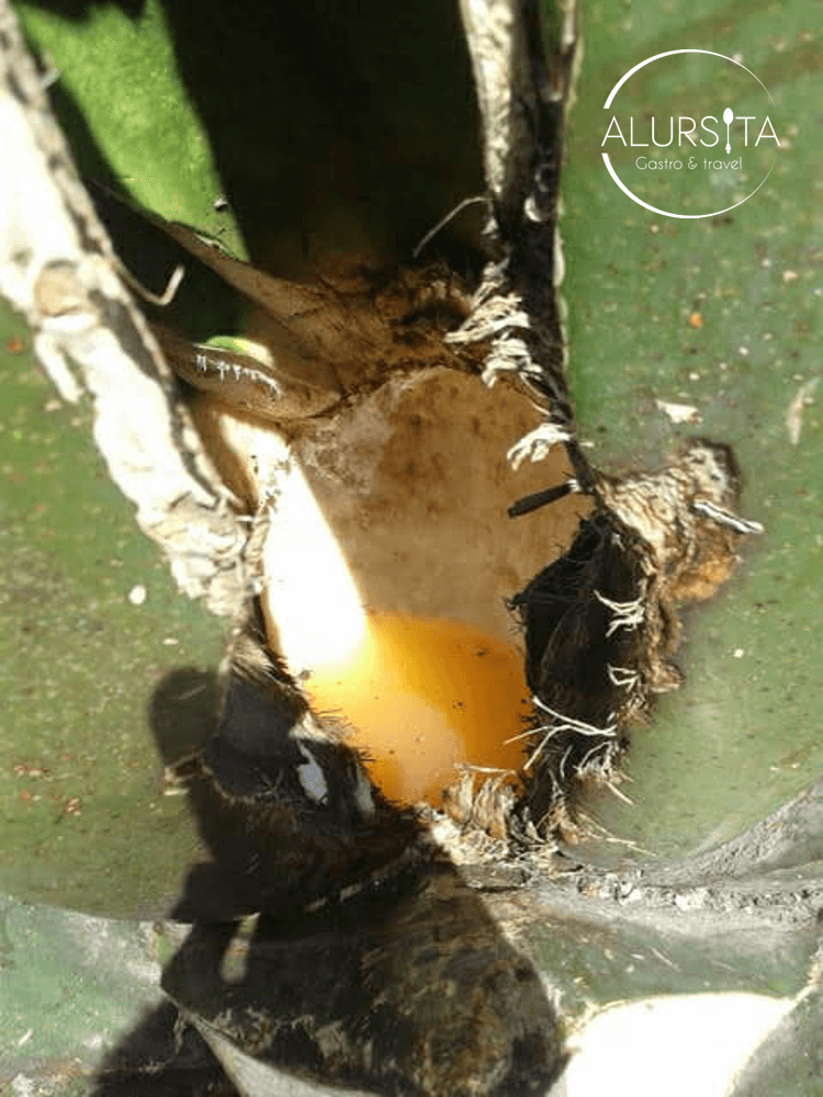 Festival gastronómico del pulque